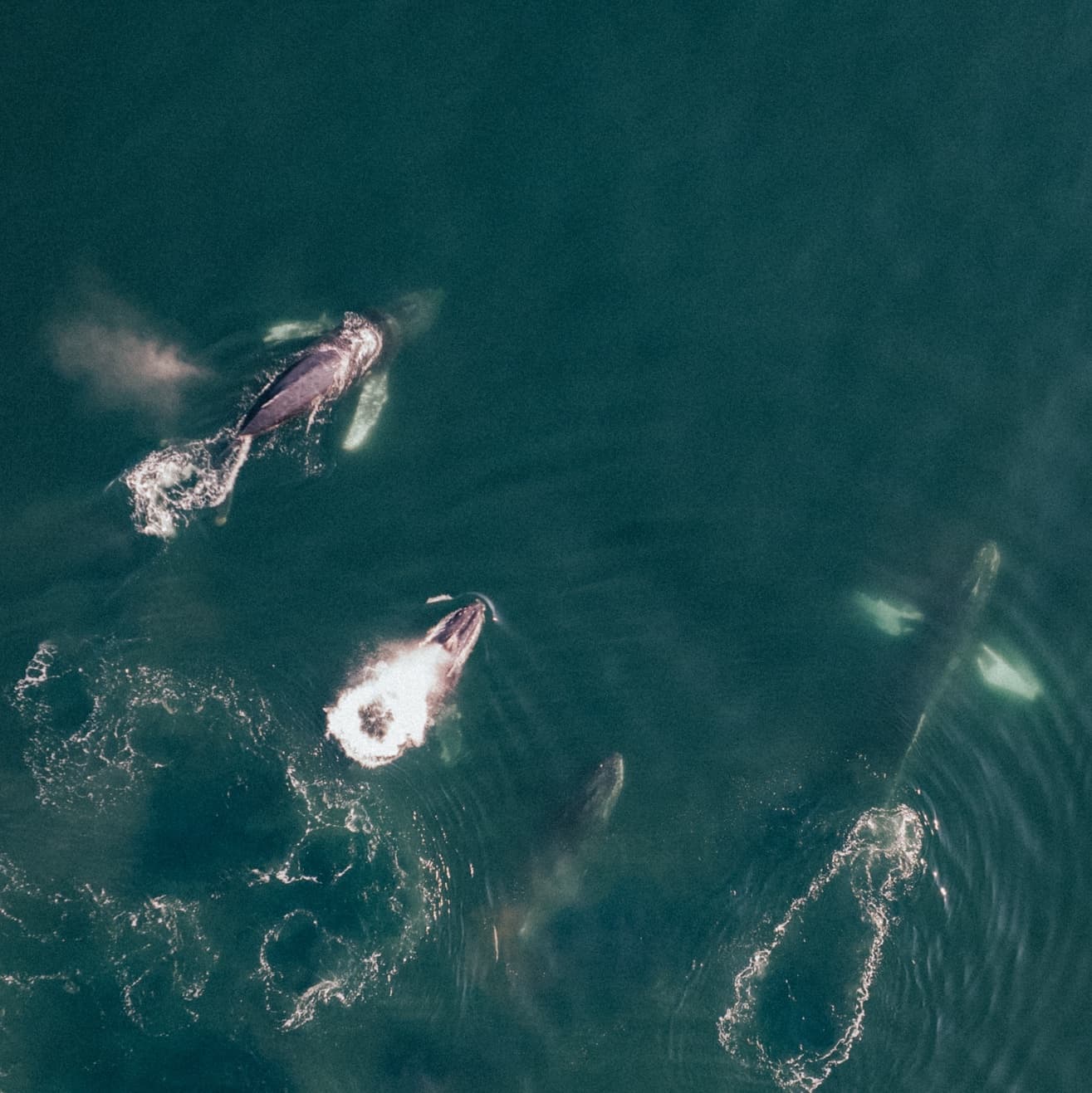 Whale Watching