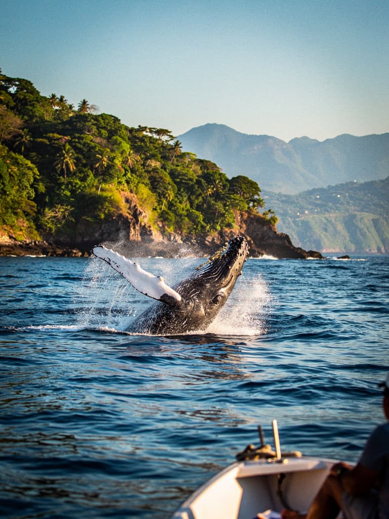 Temporada de Ballenas