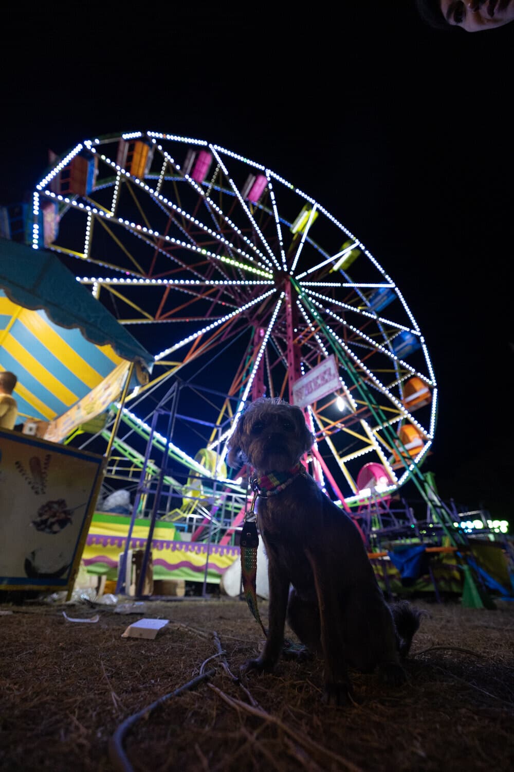 Días de Sayulita y Feria, foto 4