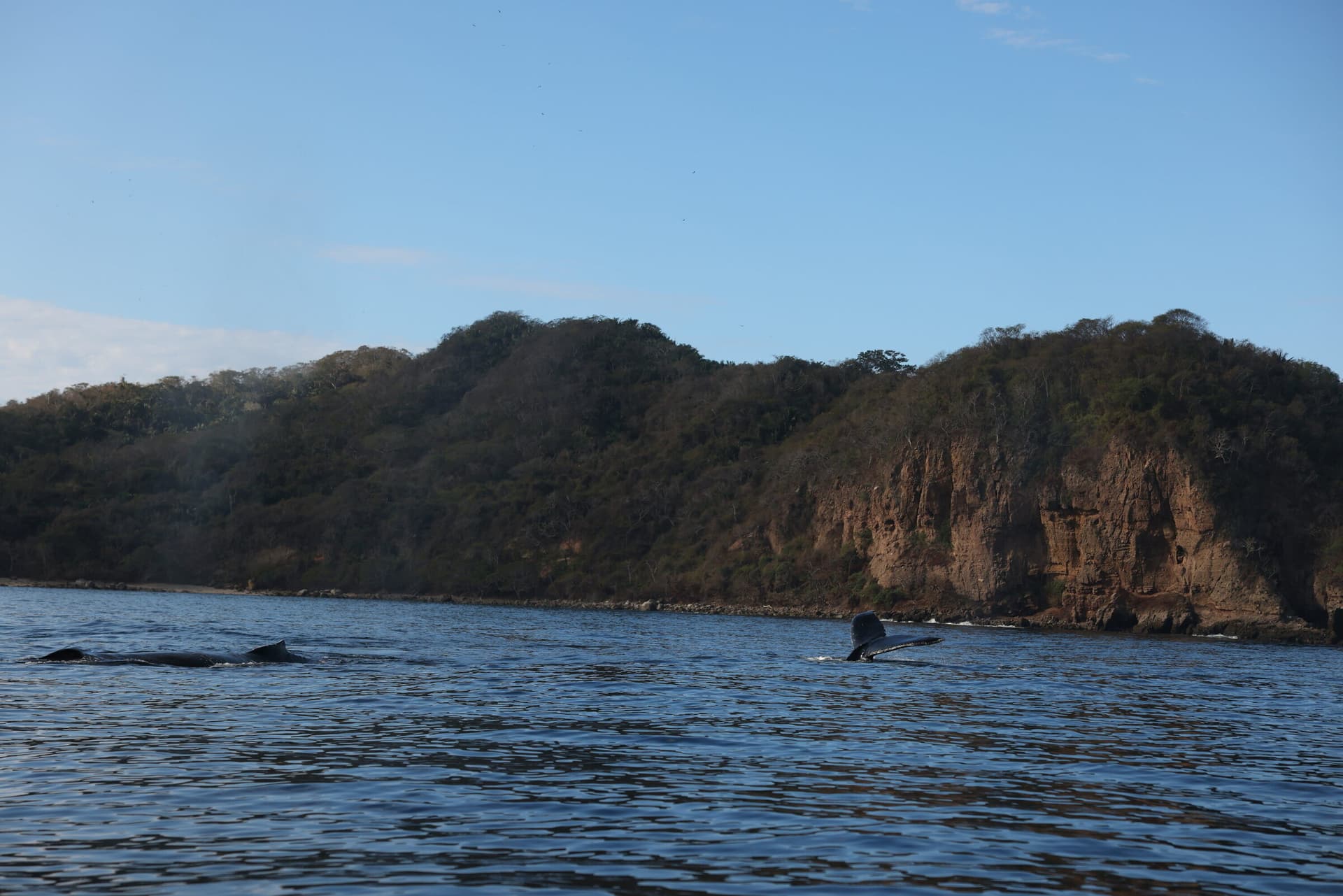 La Orca de Sayulita, foto 2