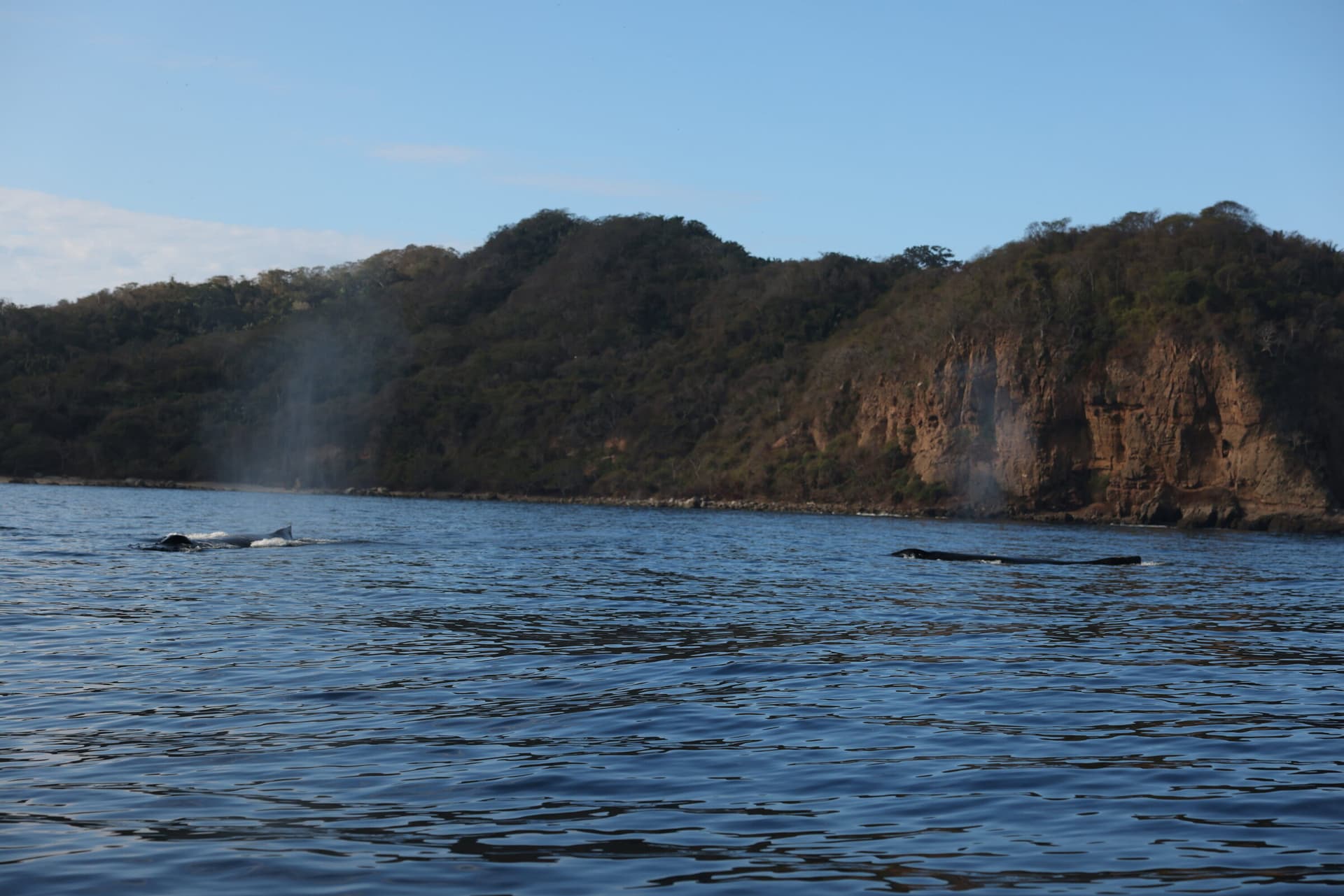 La Orca de Sayulita, foto 6