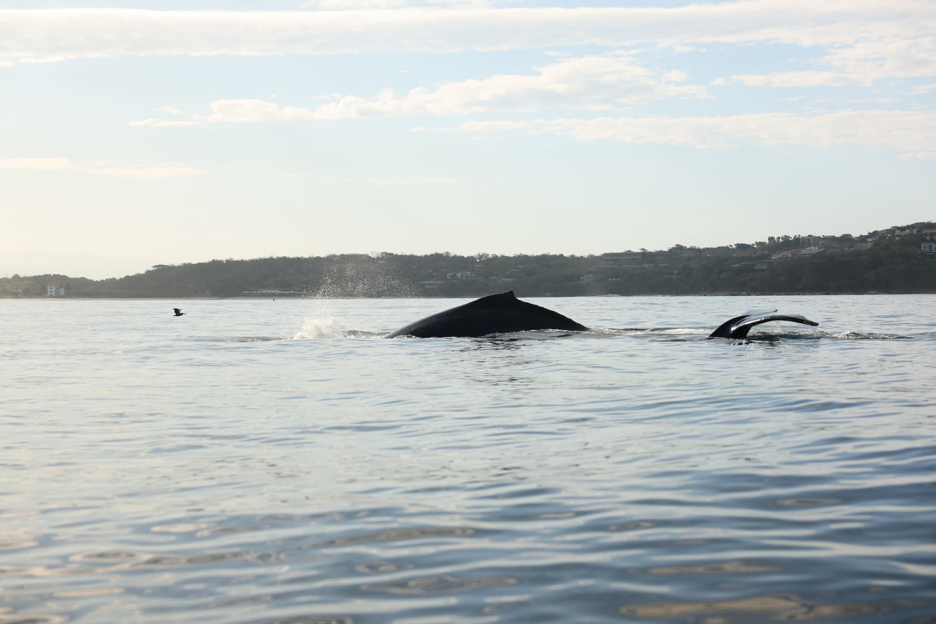 La Orca de Sayulita, foto 5