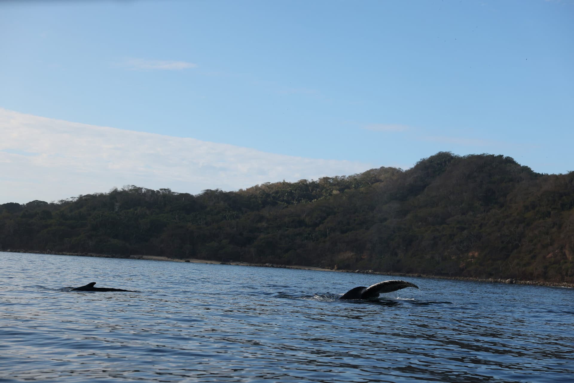 La Orca de Sayulita, foto 3
