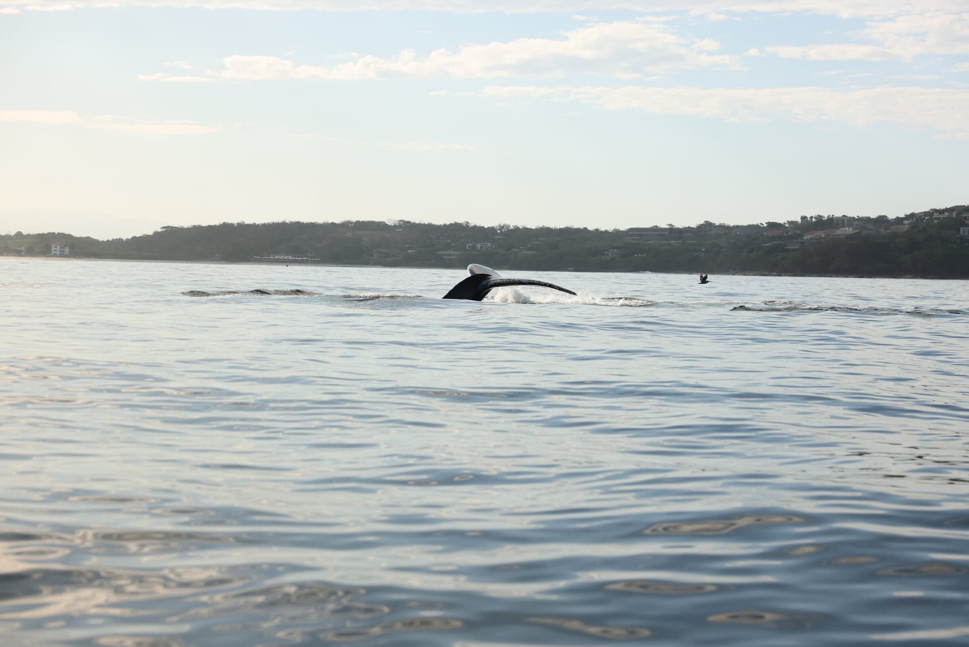 La Orca de Sayulita, foto 8